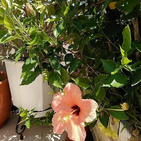 Holiday home Nikita Traditional House Chania (Crete)